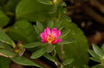 Paraguayan purslane